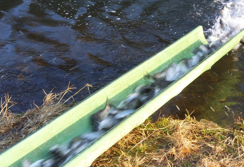 へらぶな釣り場にふな放流